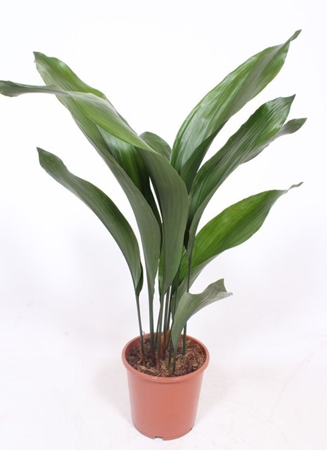 Fiche d'entretien: Aspidistra