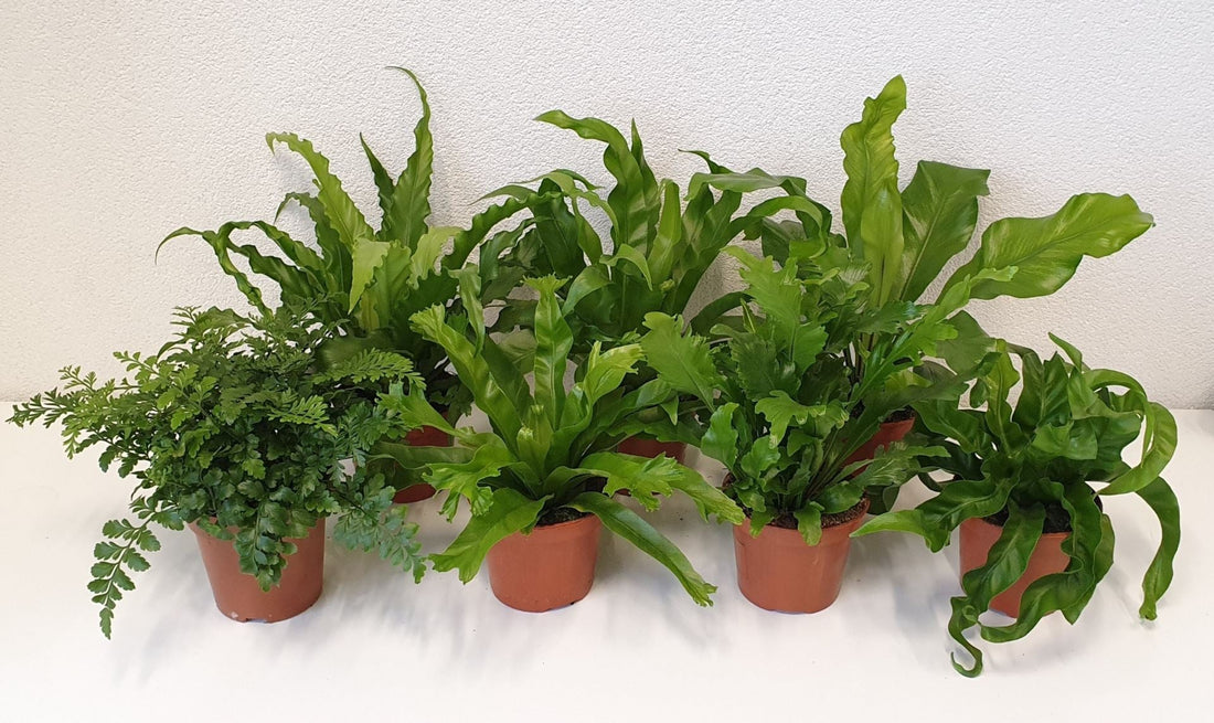 Fiche d'entretien: Asplenium