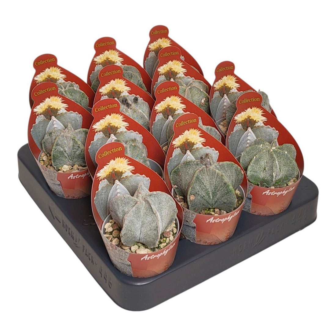 Fiche d'entretien: Astrophytum
