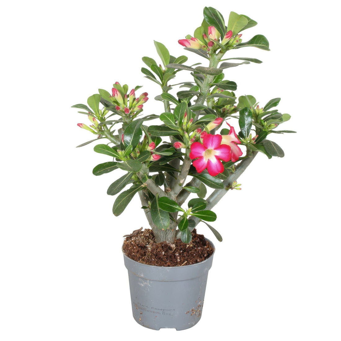 Fiche d'entretien: Adenium