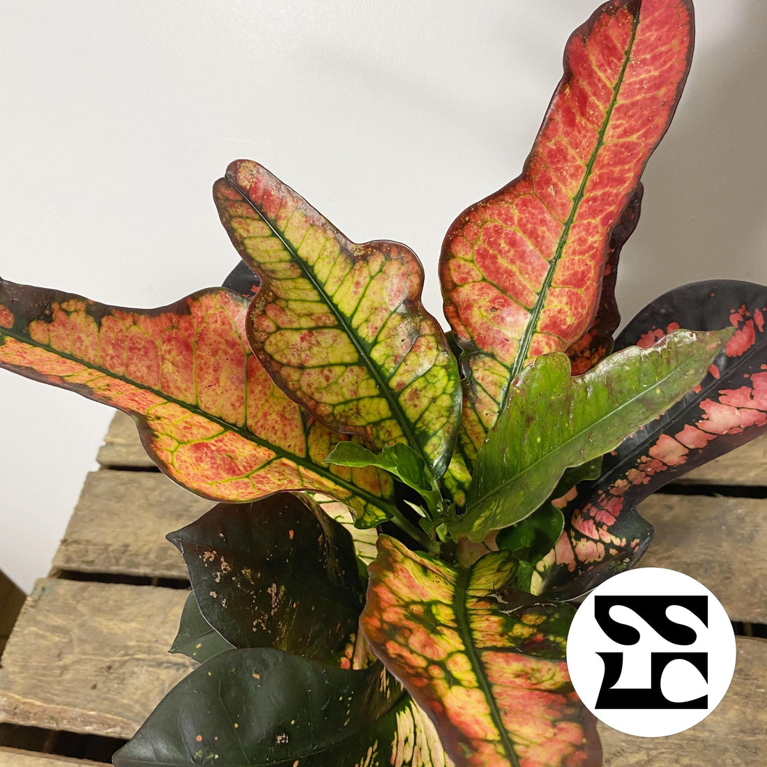 Fiche d'entretien: Codiaeum (En cours)