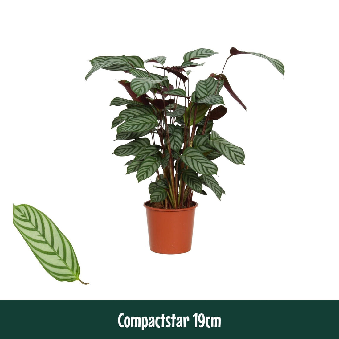 Fiche d'entretien: Ctenanthe