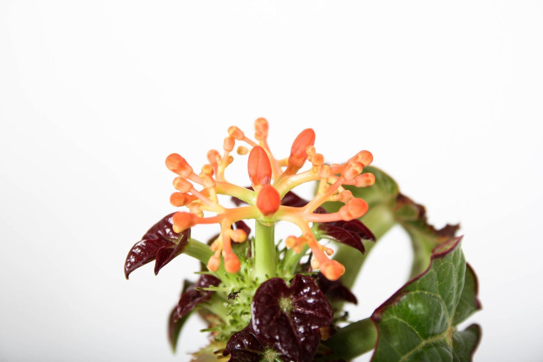 Fiche d'entretien: Jatropha ( En Cours)