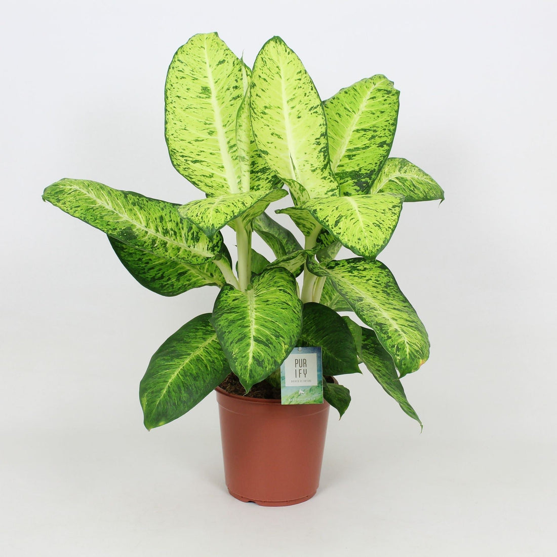 Fiche d'entretien: Dieffenbachia
