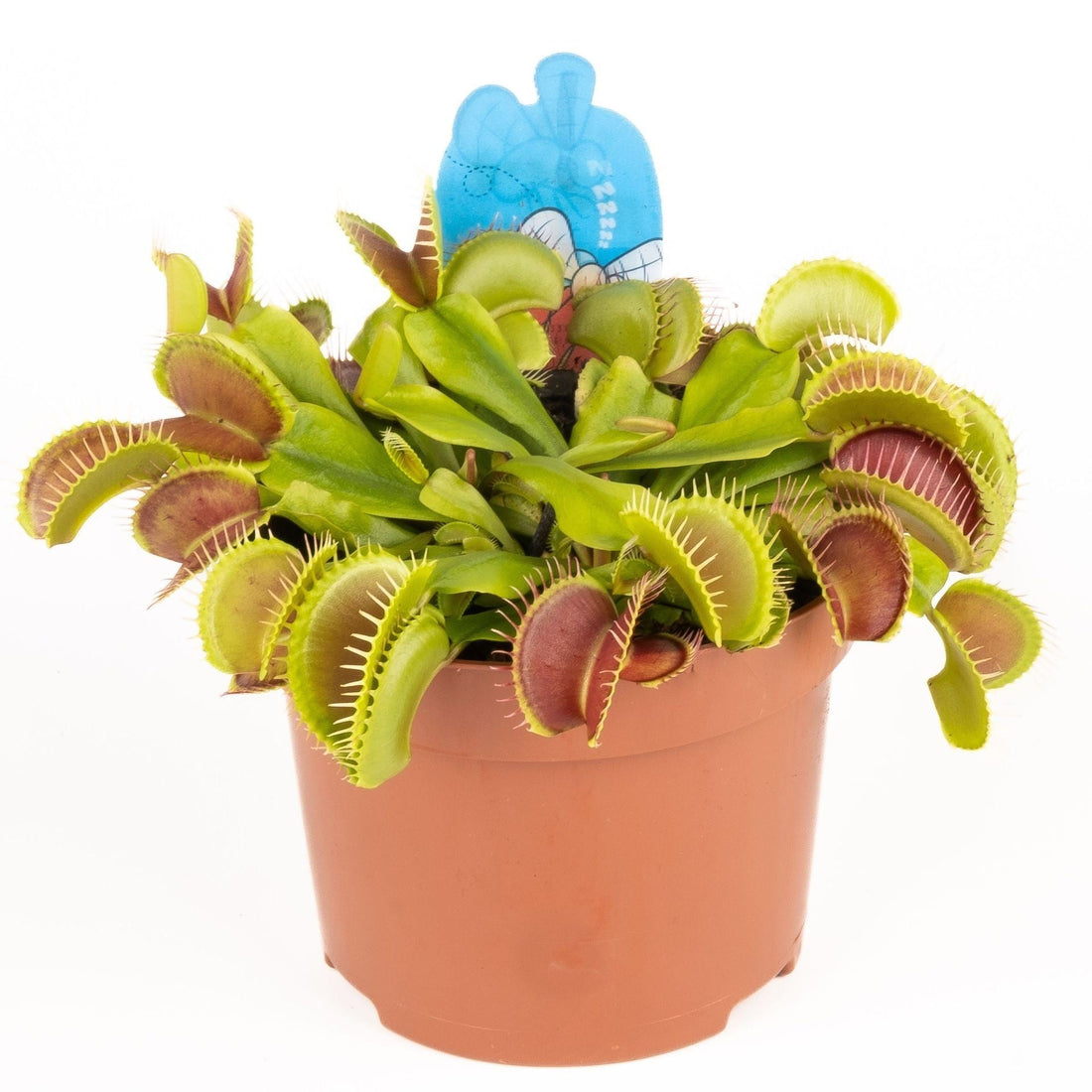 Fiche d'entretien: Dionaea