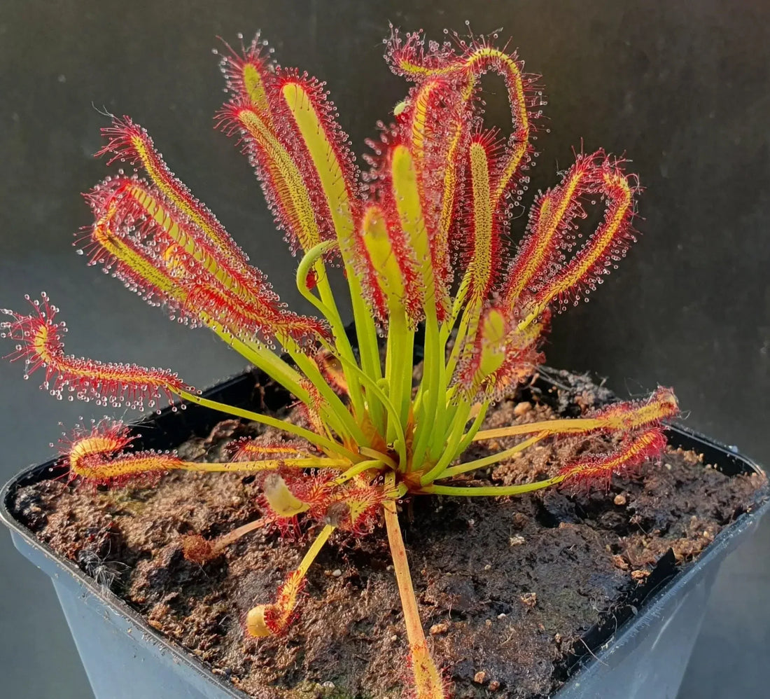 Fiche d'entretien: Drosera