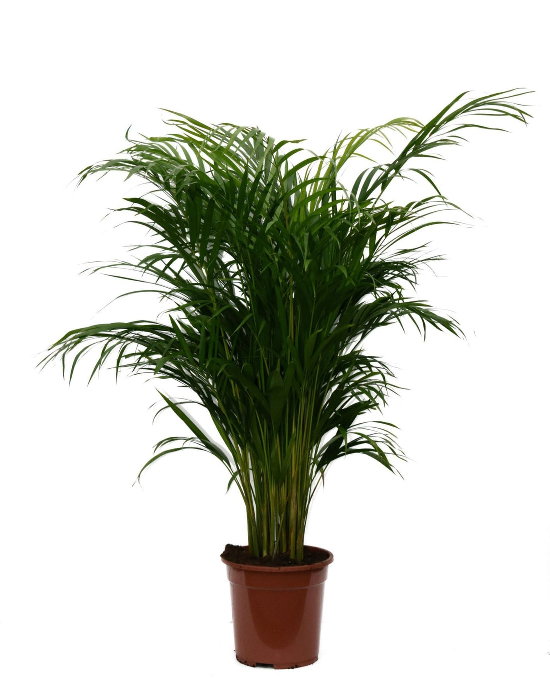 Fiche d'entretien: Dypsis lutescens