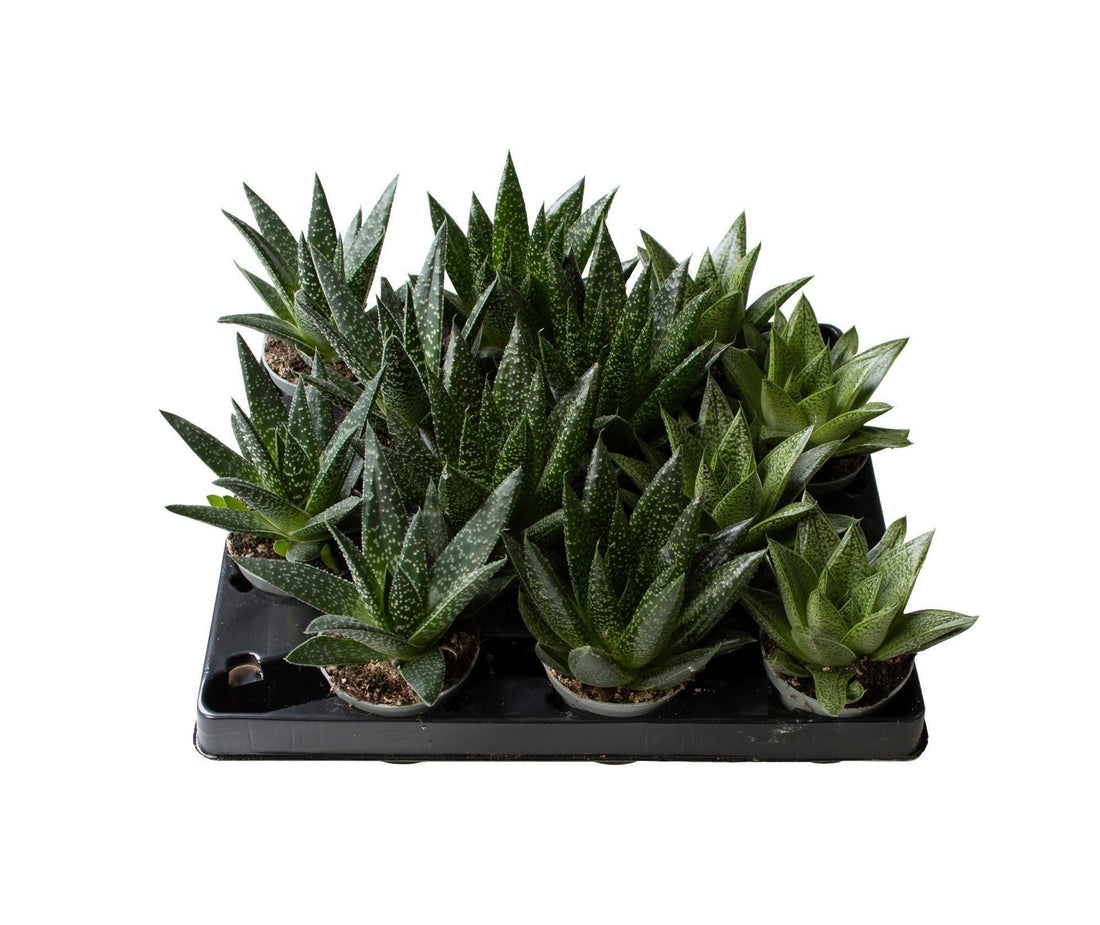 Fiche d'entretien: Gasteria