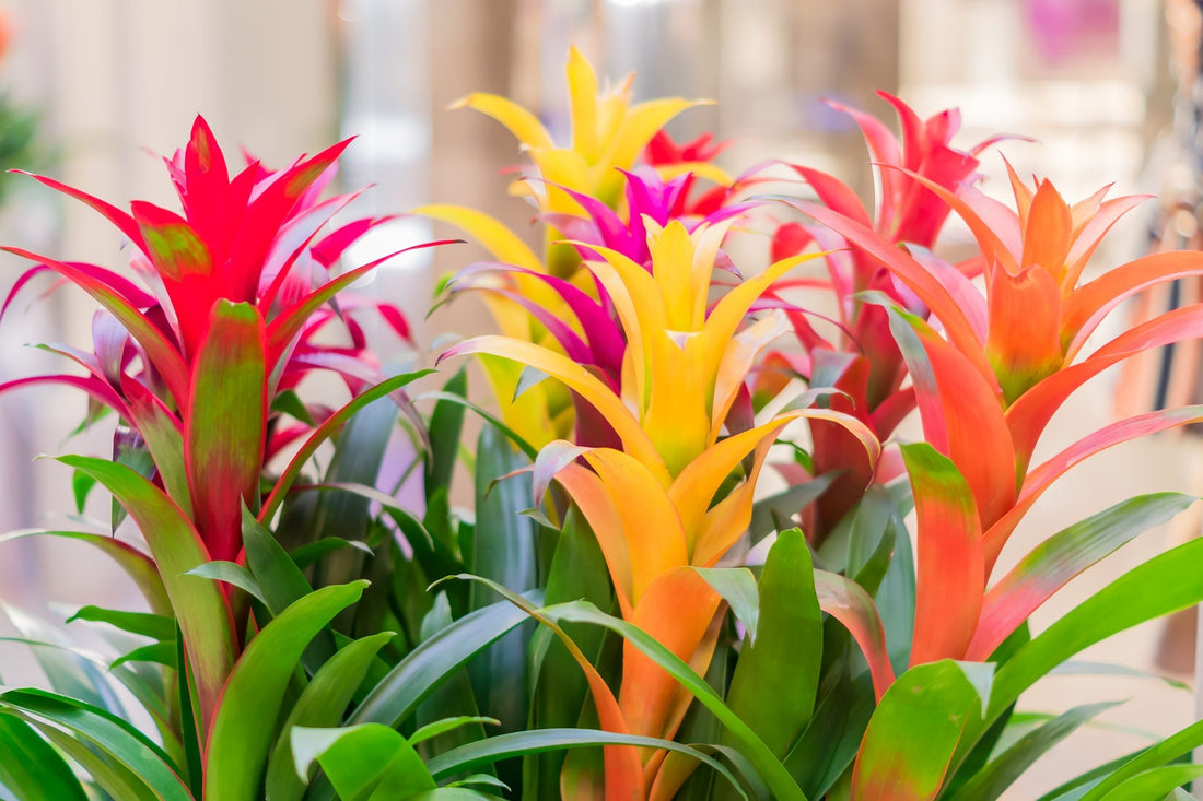 Fiche d'entretien: Guzmania