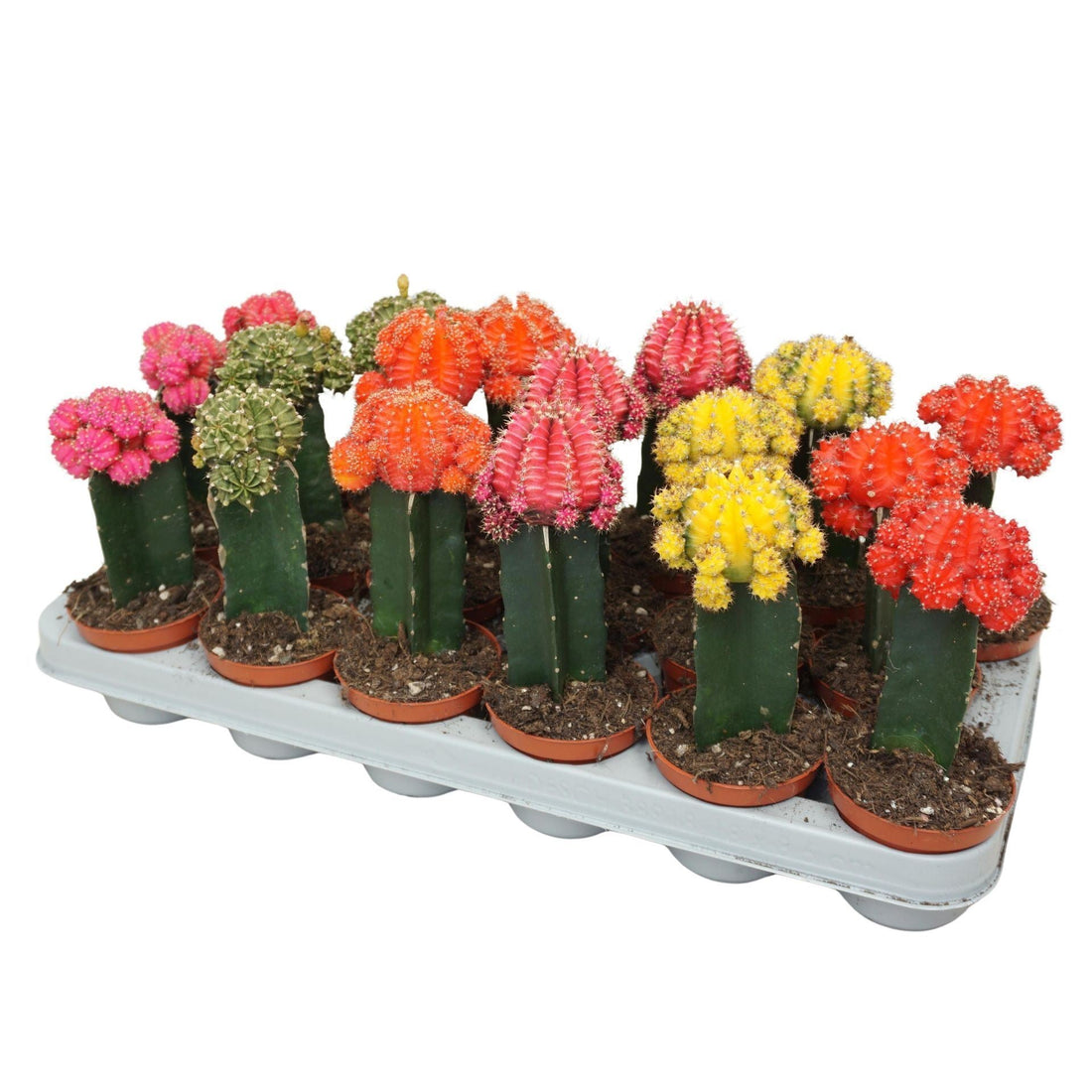 Fiche d'entretien: Gymnocalycium