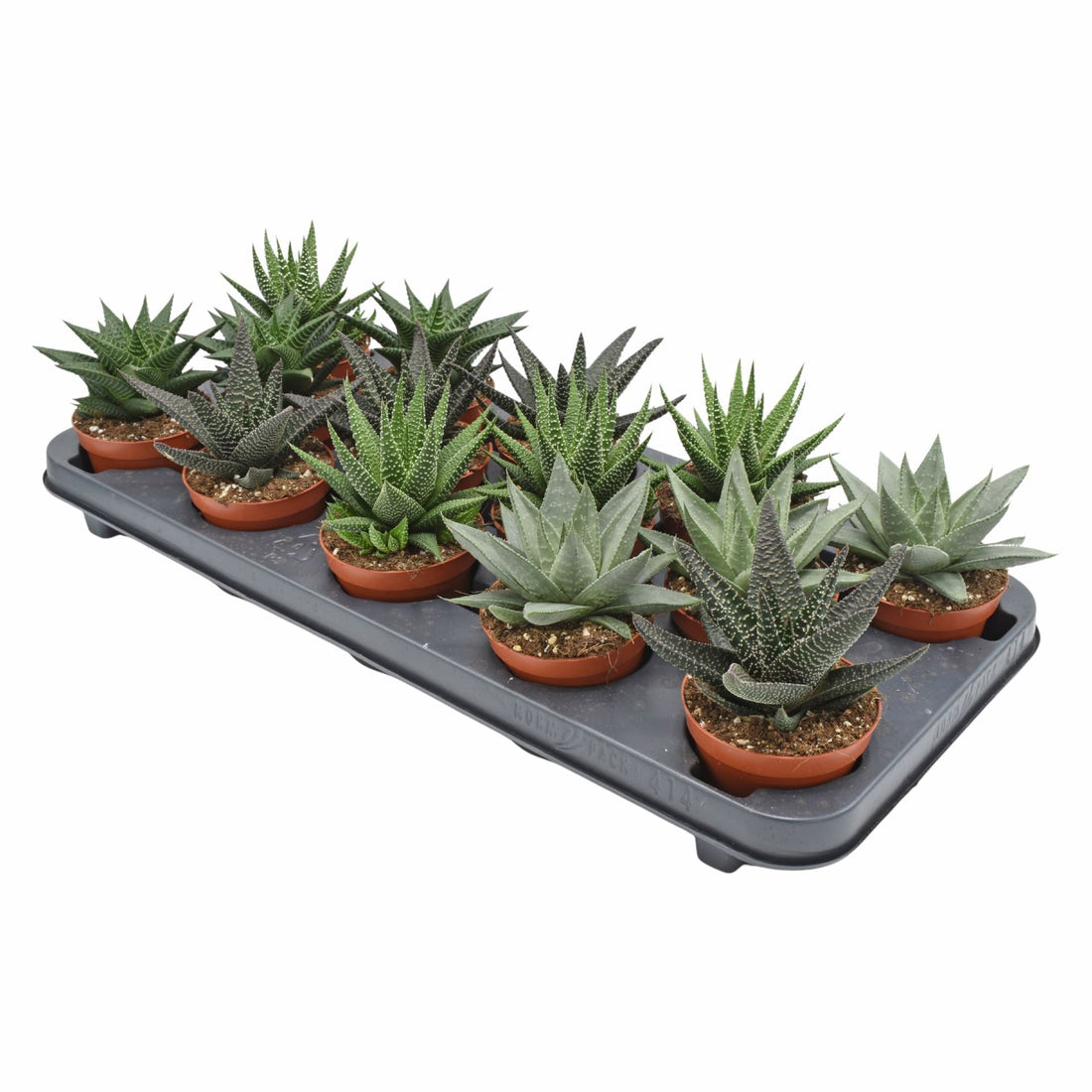 Fiche d'entretien: Haworthia
