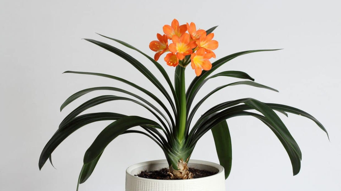 Fiche d'entretien: Clivia