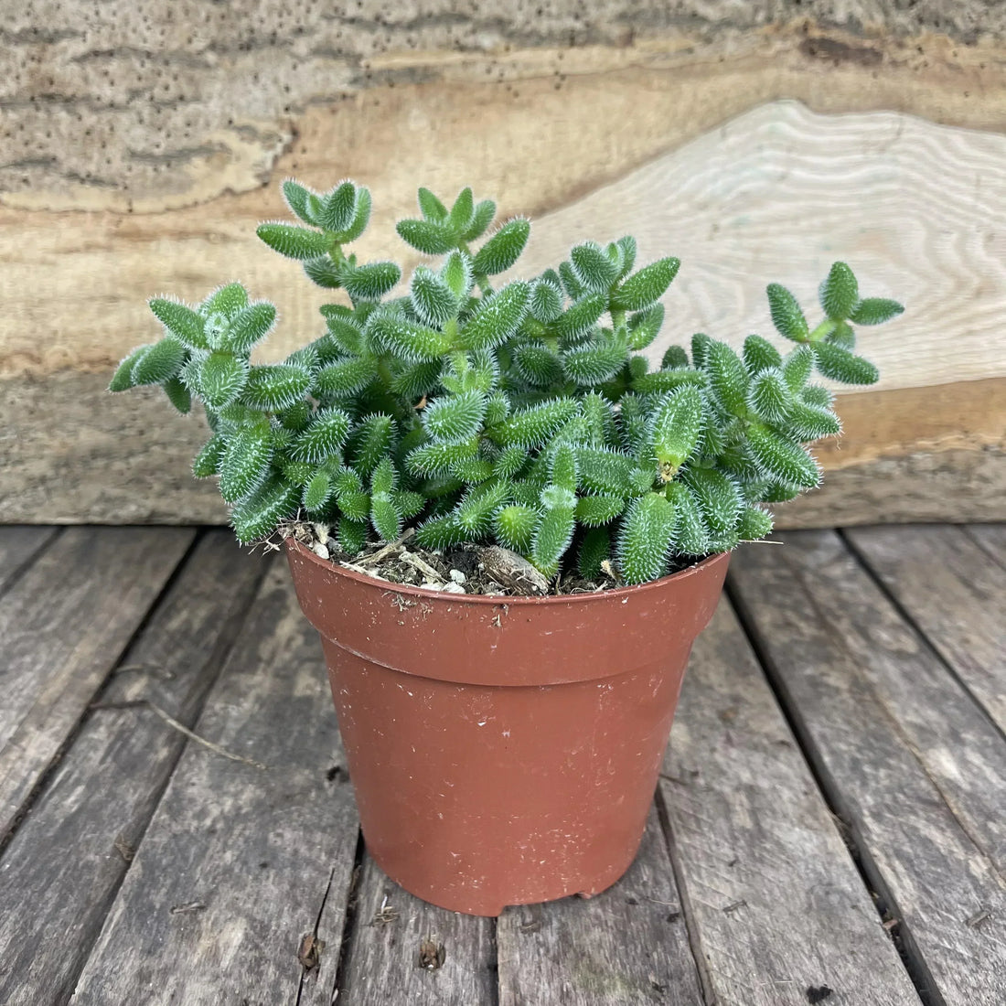 Fiche d'entretien: Delosperma Echinatum