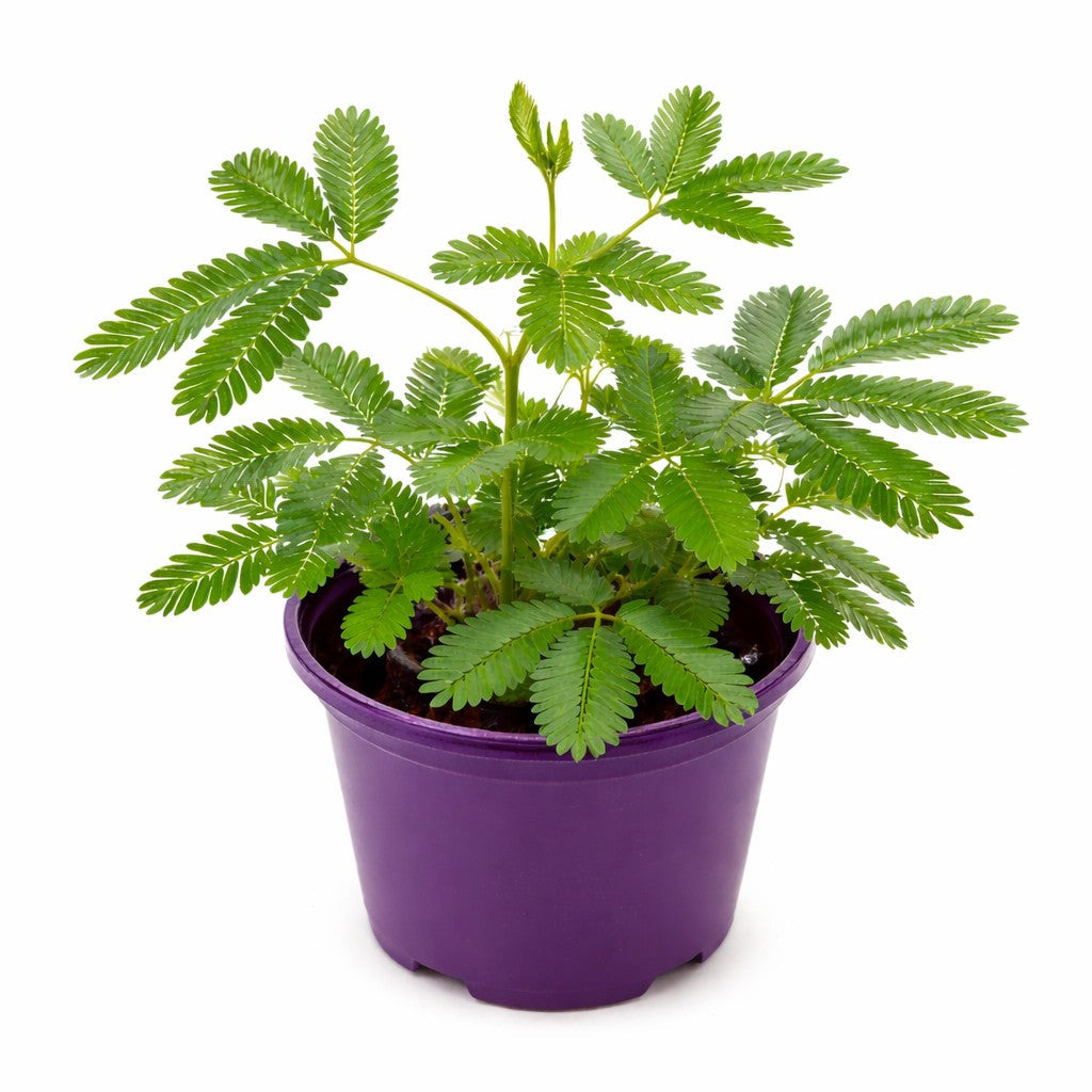 Fiche d'entretien: Mimosa Pudica