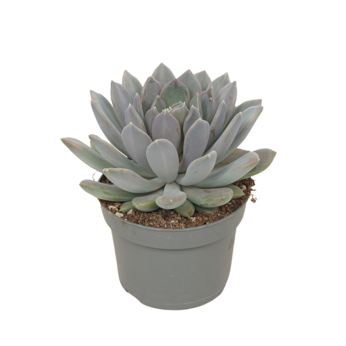 Fiche d'entretien: pachyphytum