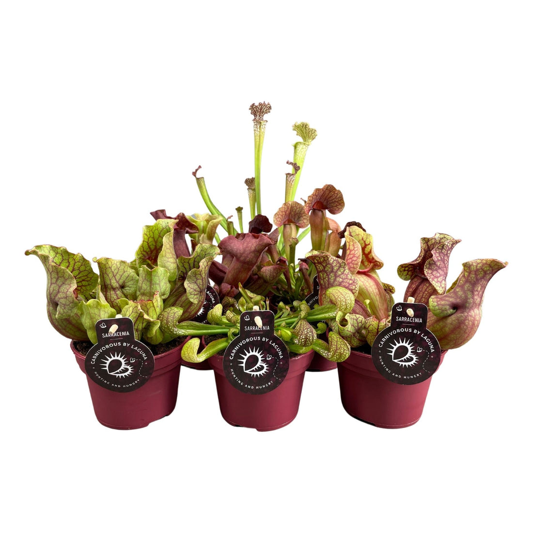 Fiche d'entretien: Sarracenia