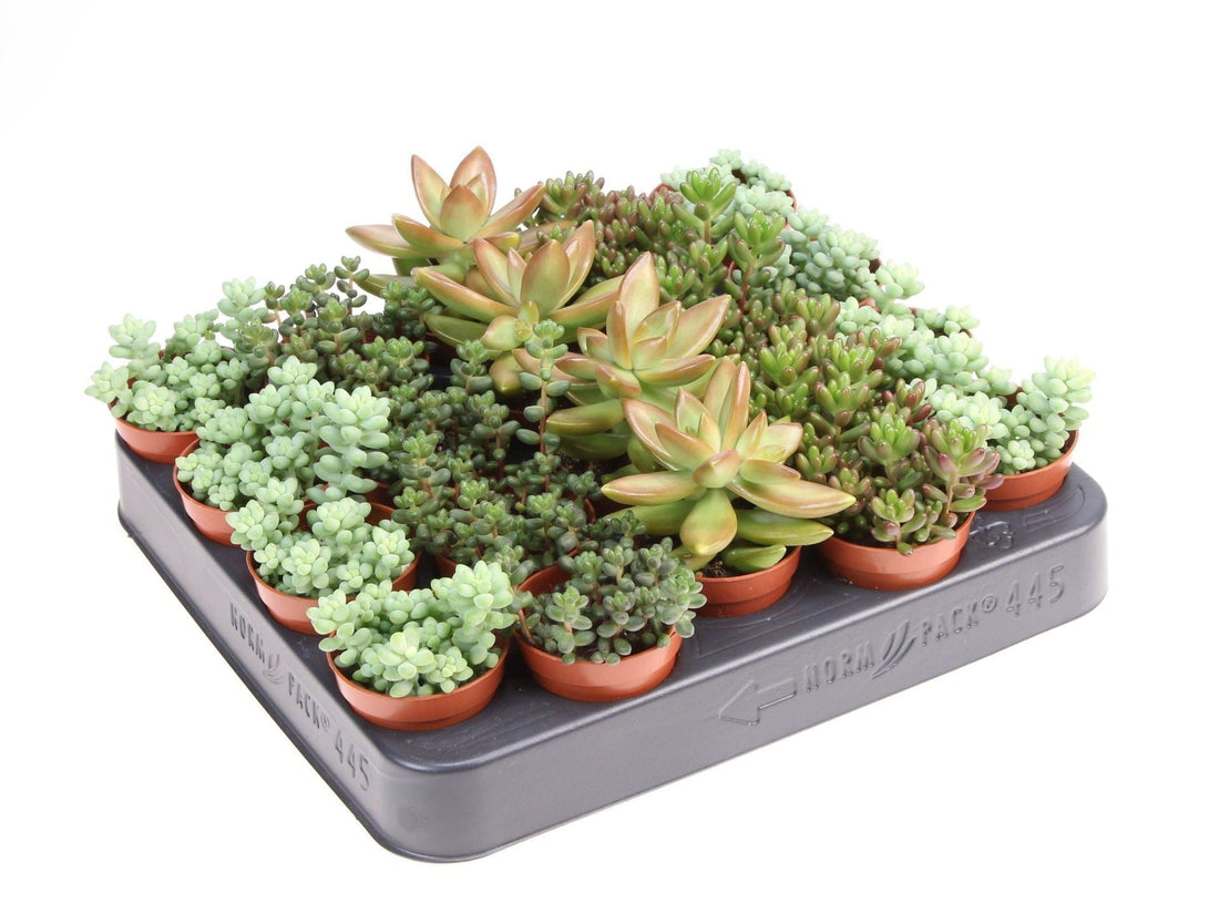 Fiche d'entretien: Sedum