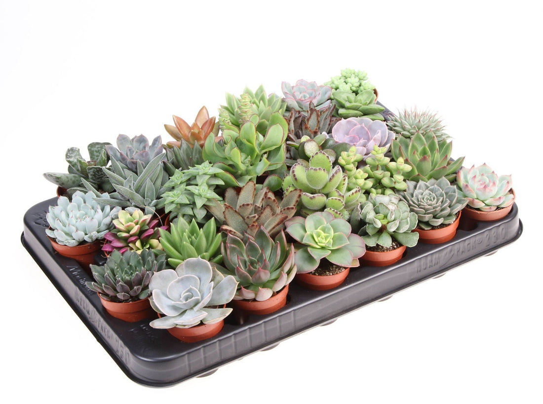 Fiche d'entretien: Succulentes