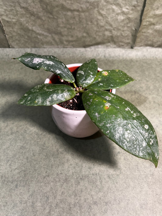 Hoya Mitrata Splash ↕: 15cm ø: 10,5cm
