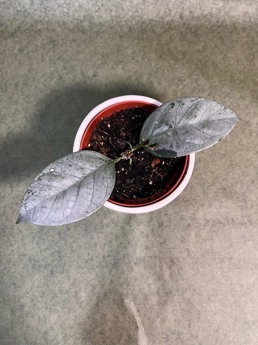 Hoya Coriacea Silver ↕: 15cm ø: 10,5cm