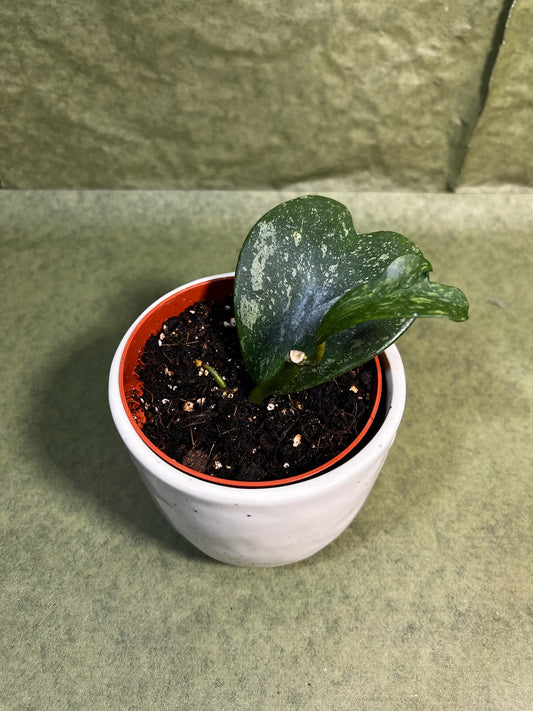 Hoya Kerrii Splash ↕: 15cm ø: 10,5cm