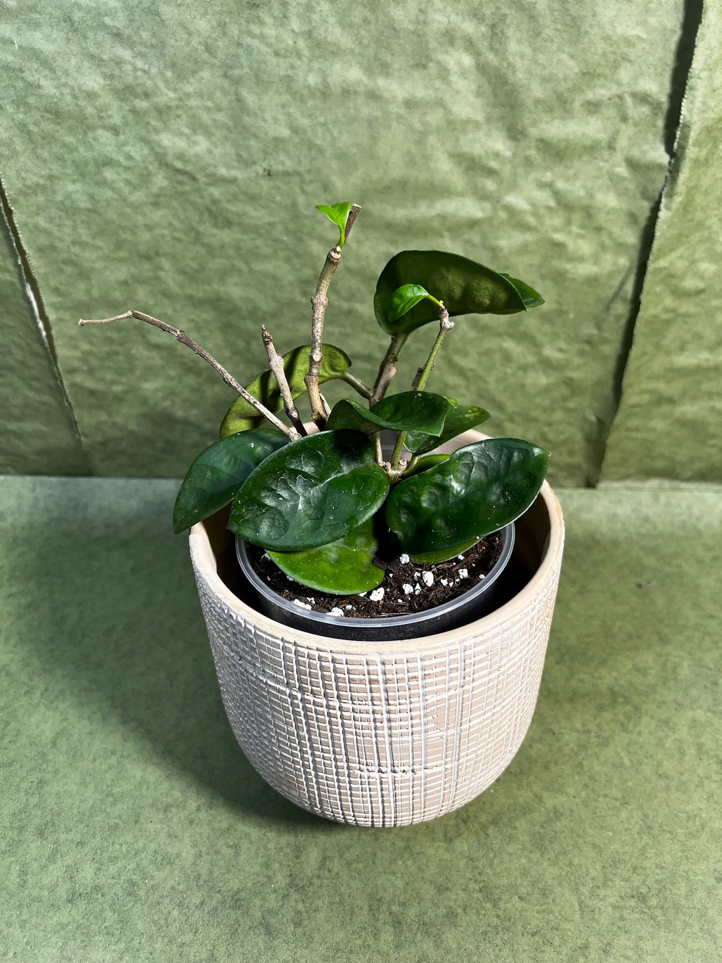 Hoya Carnosa Chelsea ↕: 23cm ø: 12cm