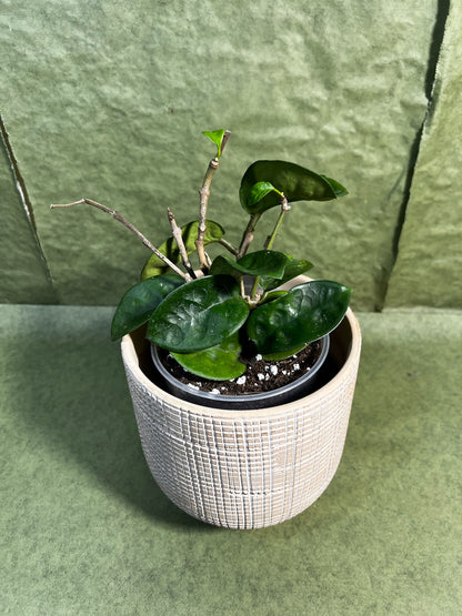 Hoya Carnosa Chelsea ↕: 23cm ø: 12cm