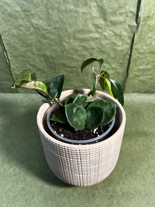 Hoya Carnosa Chelsea ↕: 23cm ø: 12cm