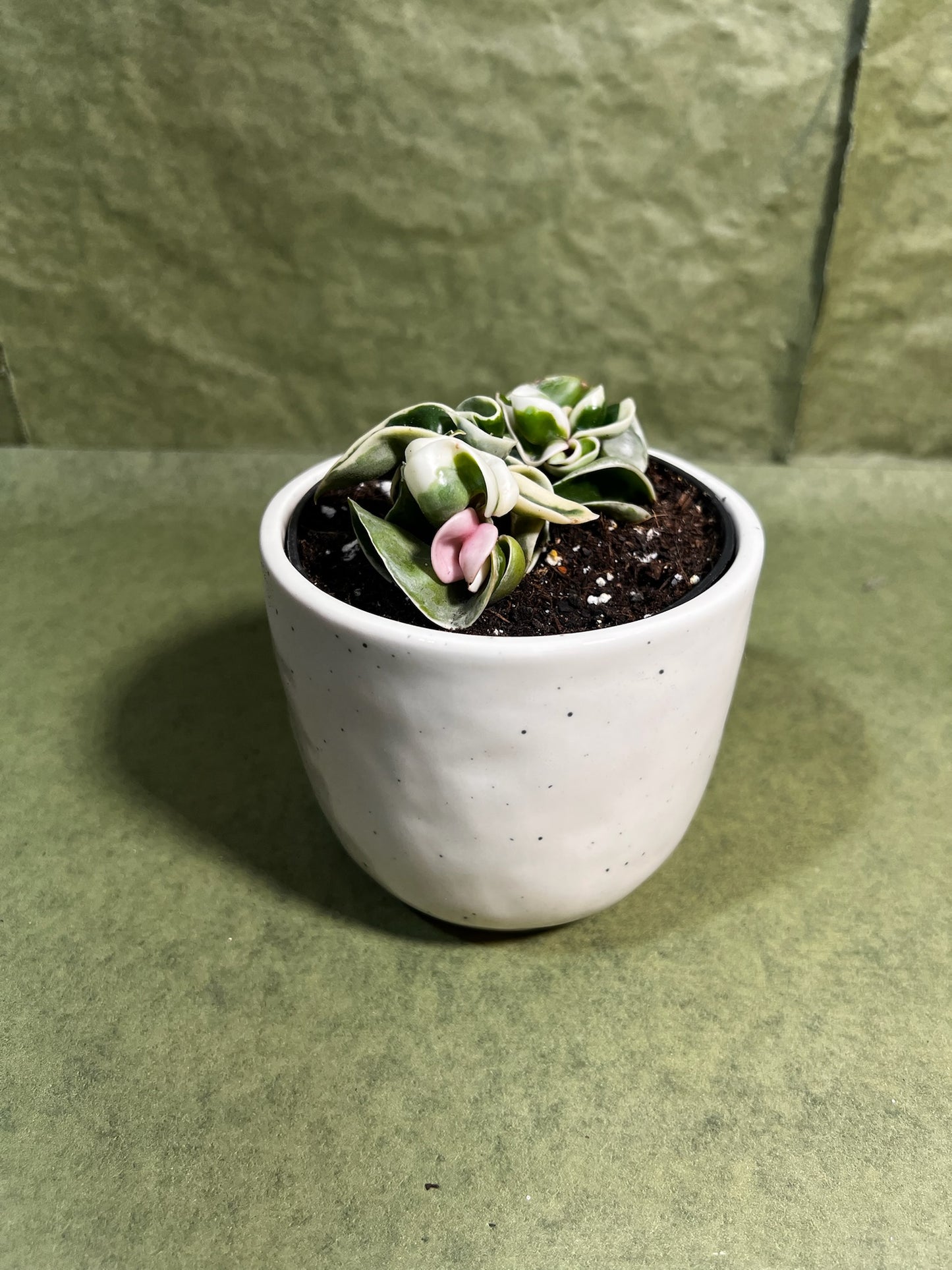Hoya Compacta variegata ↕: 13cm ø: 10,5cm