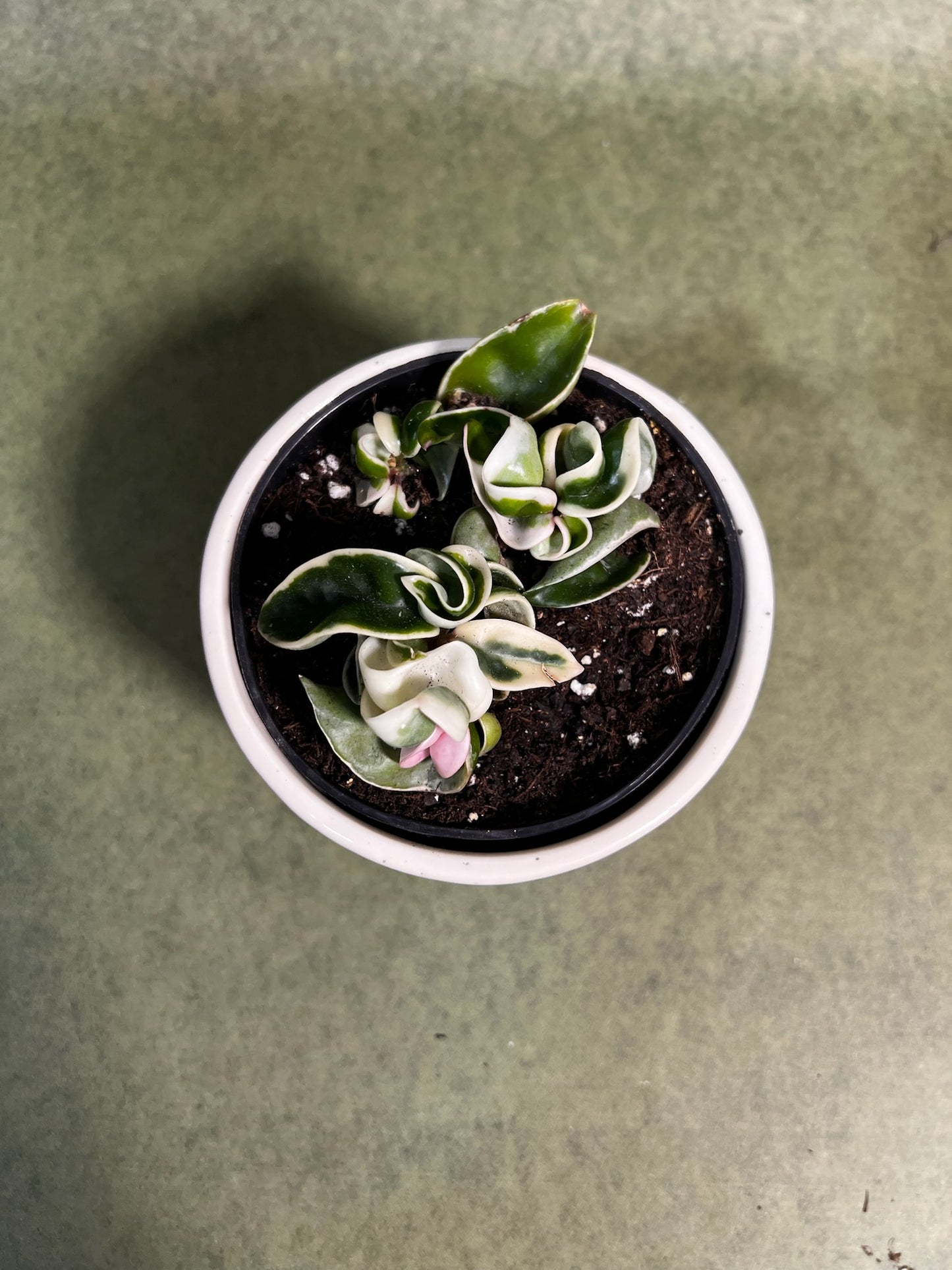 Hoya Compacta variegata ↕: 13cm ø: 10,5cm