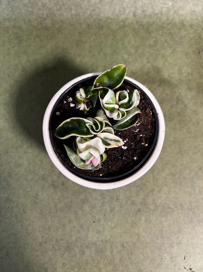 Hoya Compacta variegata ↕: 13cm ø: 10,5cm