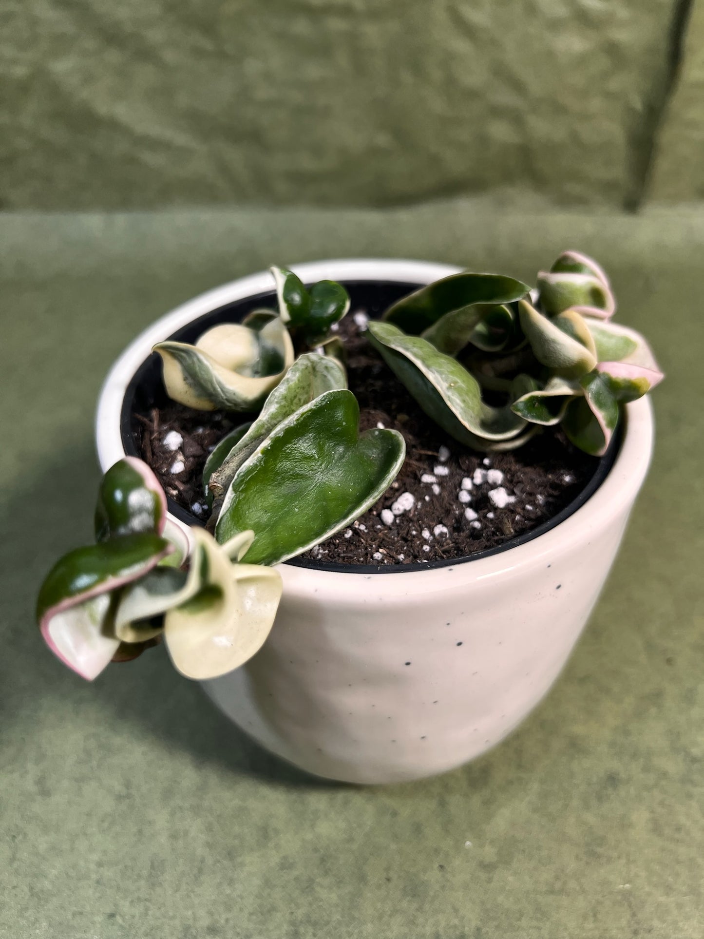 Hoya Compacta variegata ↕: 13cm ø: 10,5cm