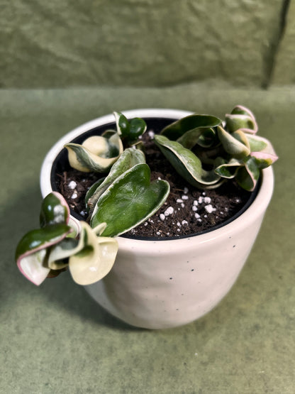 Hoya Compacta variegata ↕: 13cm ø: 10,5cm