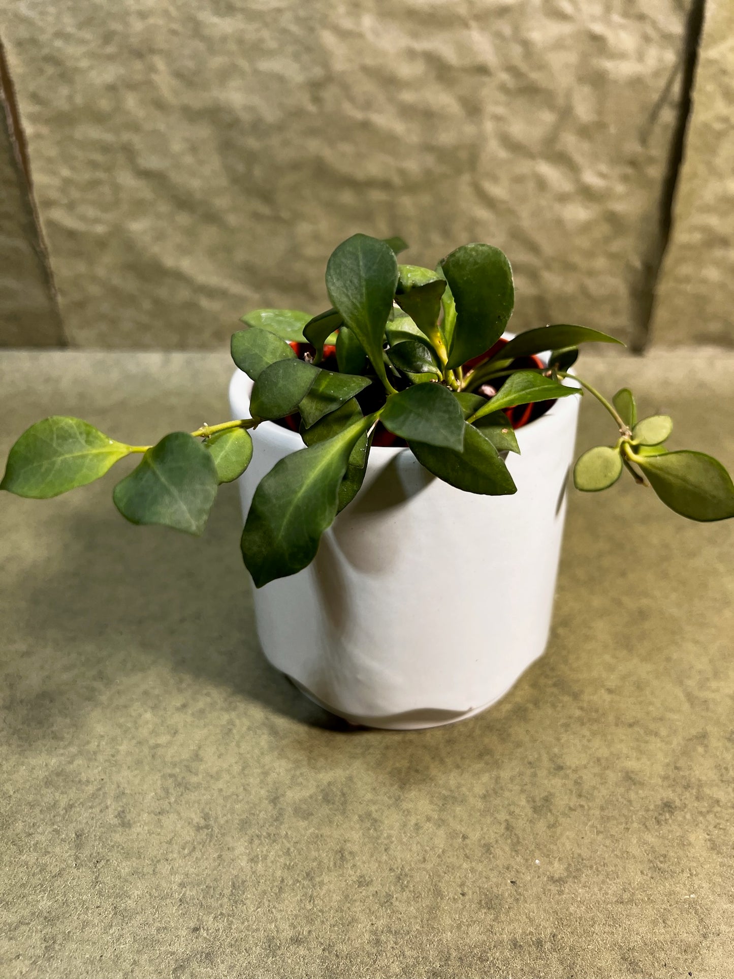 Hoya Heuschkeliana Pink ↕: 16cm ø: 8,5cm