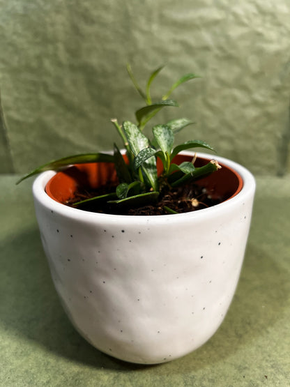 Hoya Collina Splash ↕: 20cm ø: 10,5cm