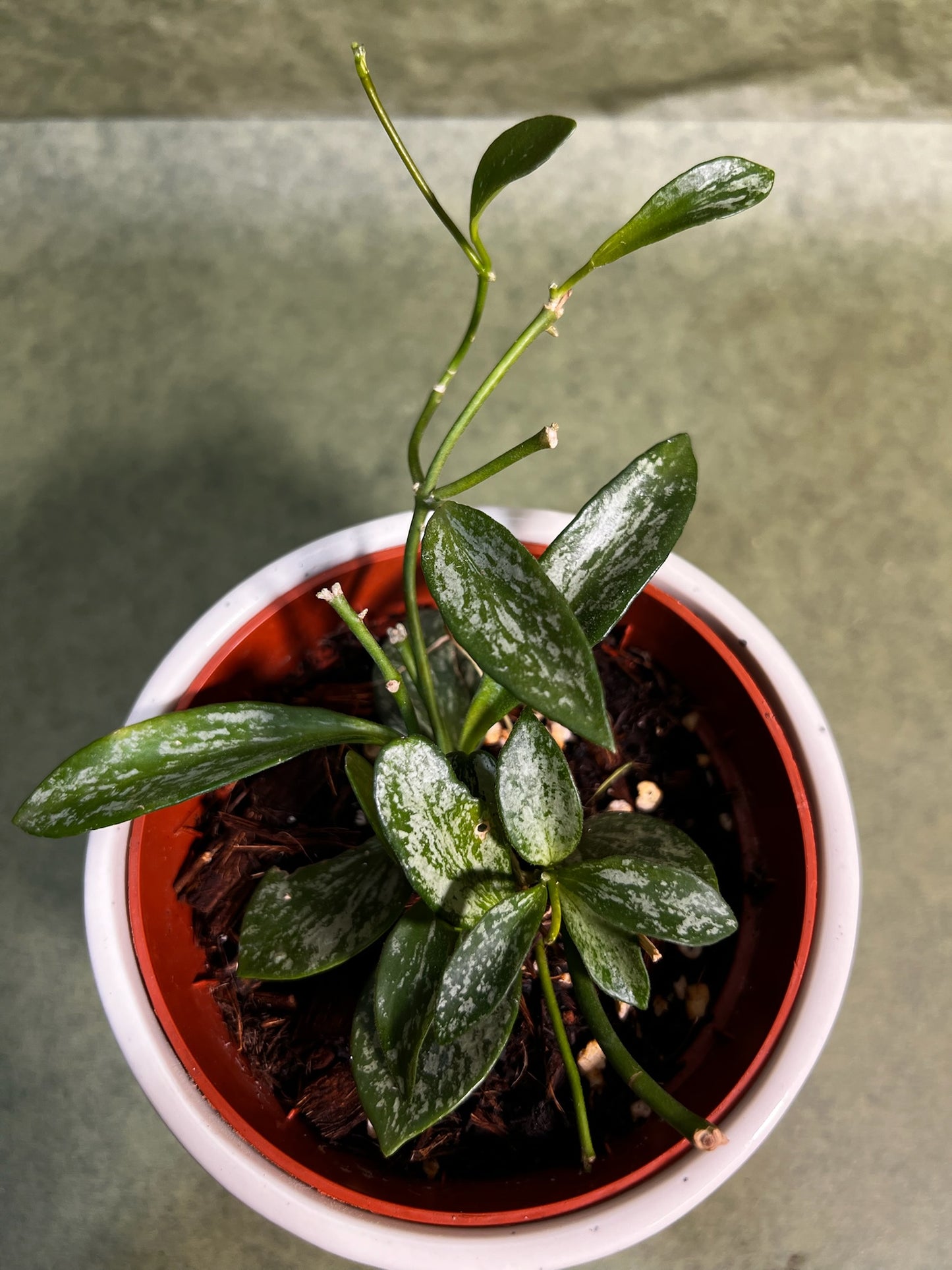 Hoya Collina Splash ↕: 20cm ø: 10,5cm
