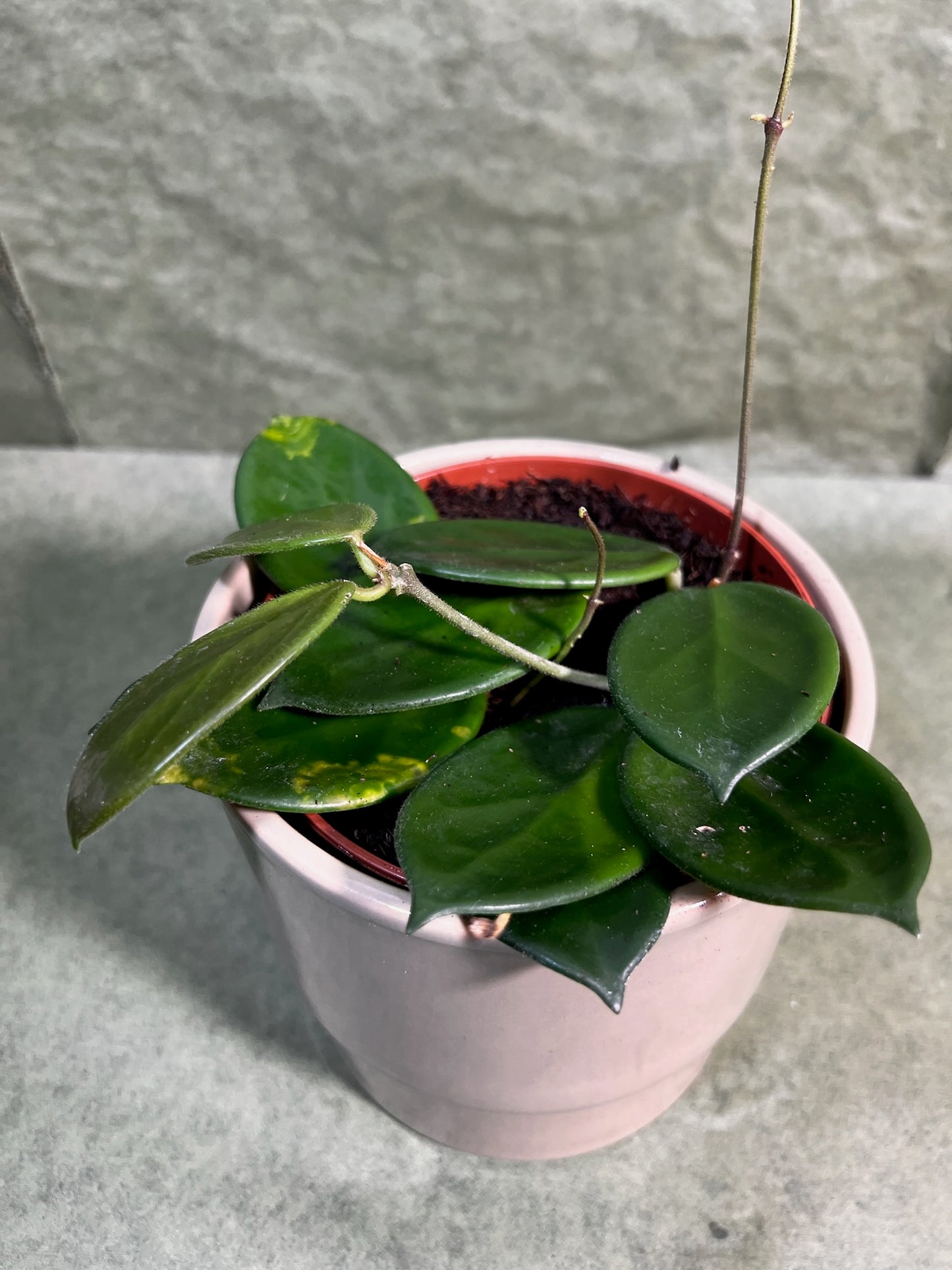 Hoya Vangviengiensis ↕: 10cm ø: 12cm