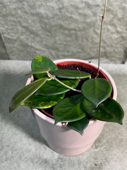 Hoya Vangviengiensis ↕: 10cm ø: 12cm