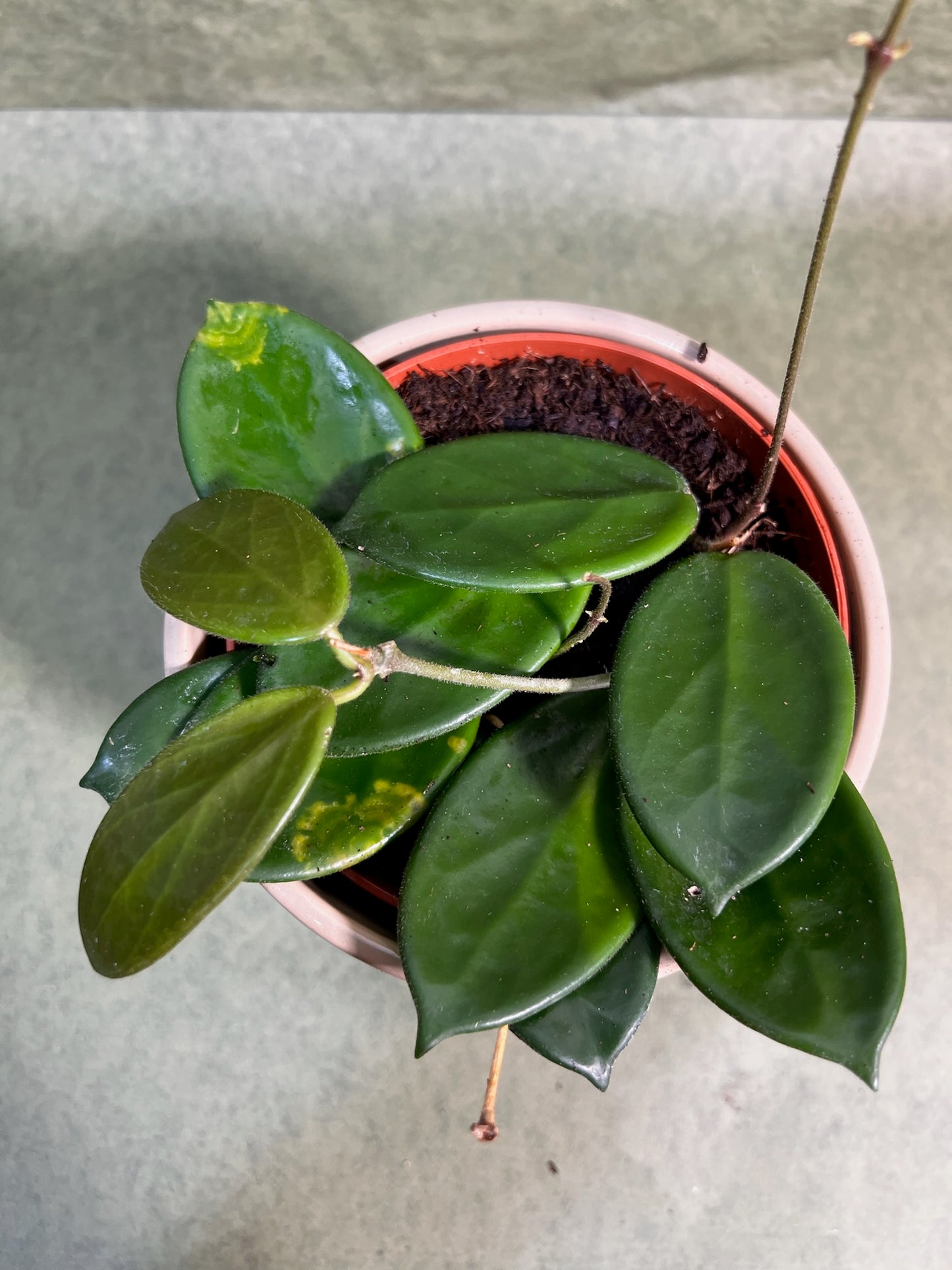 Hoya Vangviengiensis ↕: 10cm ø: 12cm