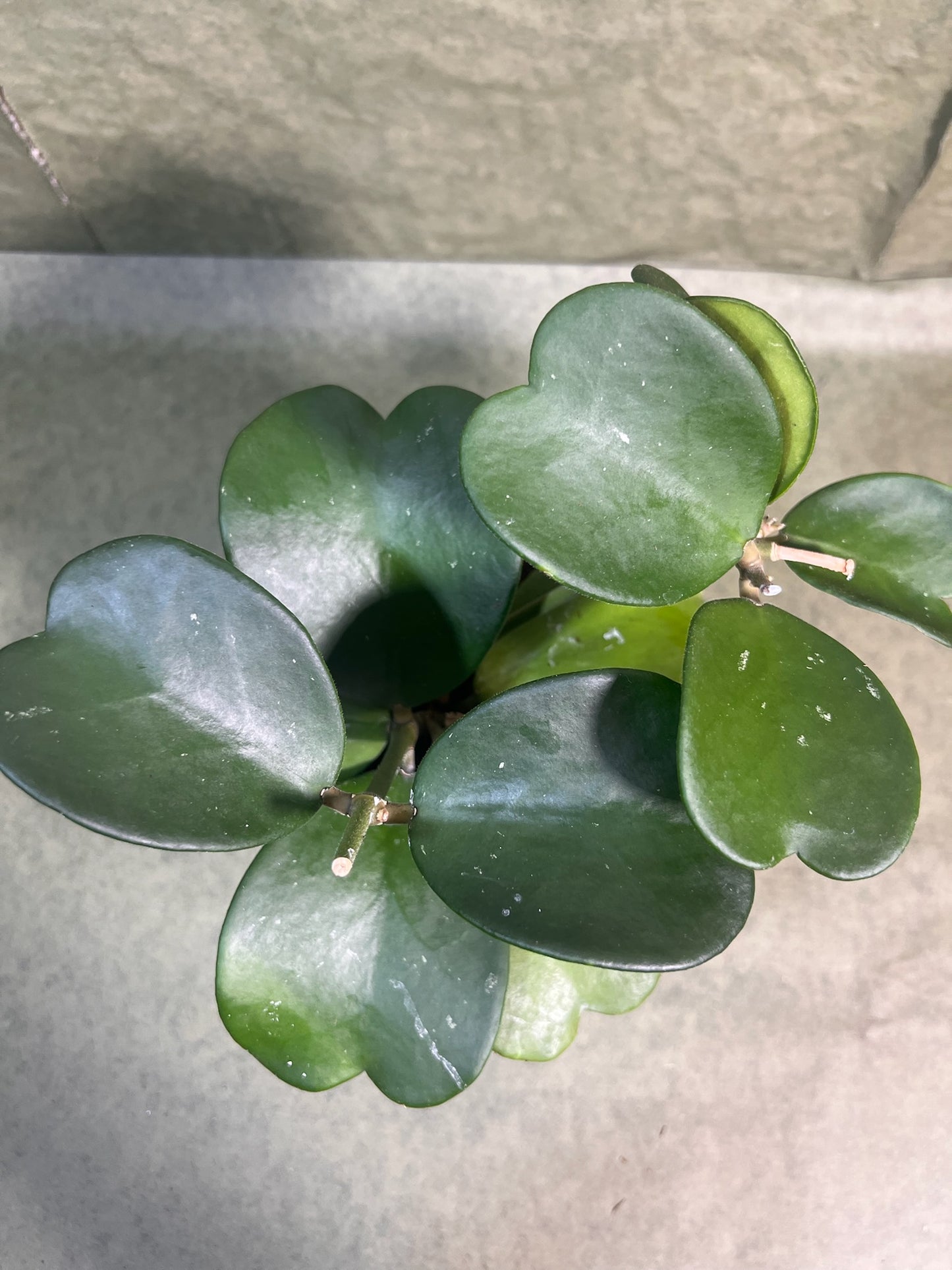 Hoya Kerrii ↕: 20cm ø: 12cm