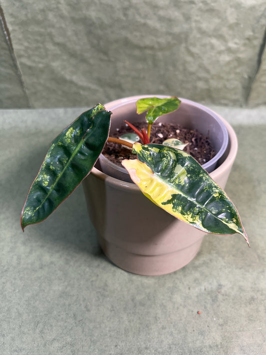 Philodendron Billietiae Variegata ↕: 15cm ø: 12cm