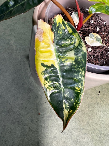 Philodendron Billietiae Variegata ↕: 15cm ø: 12cm