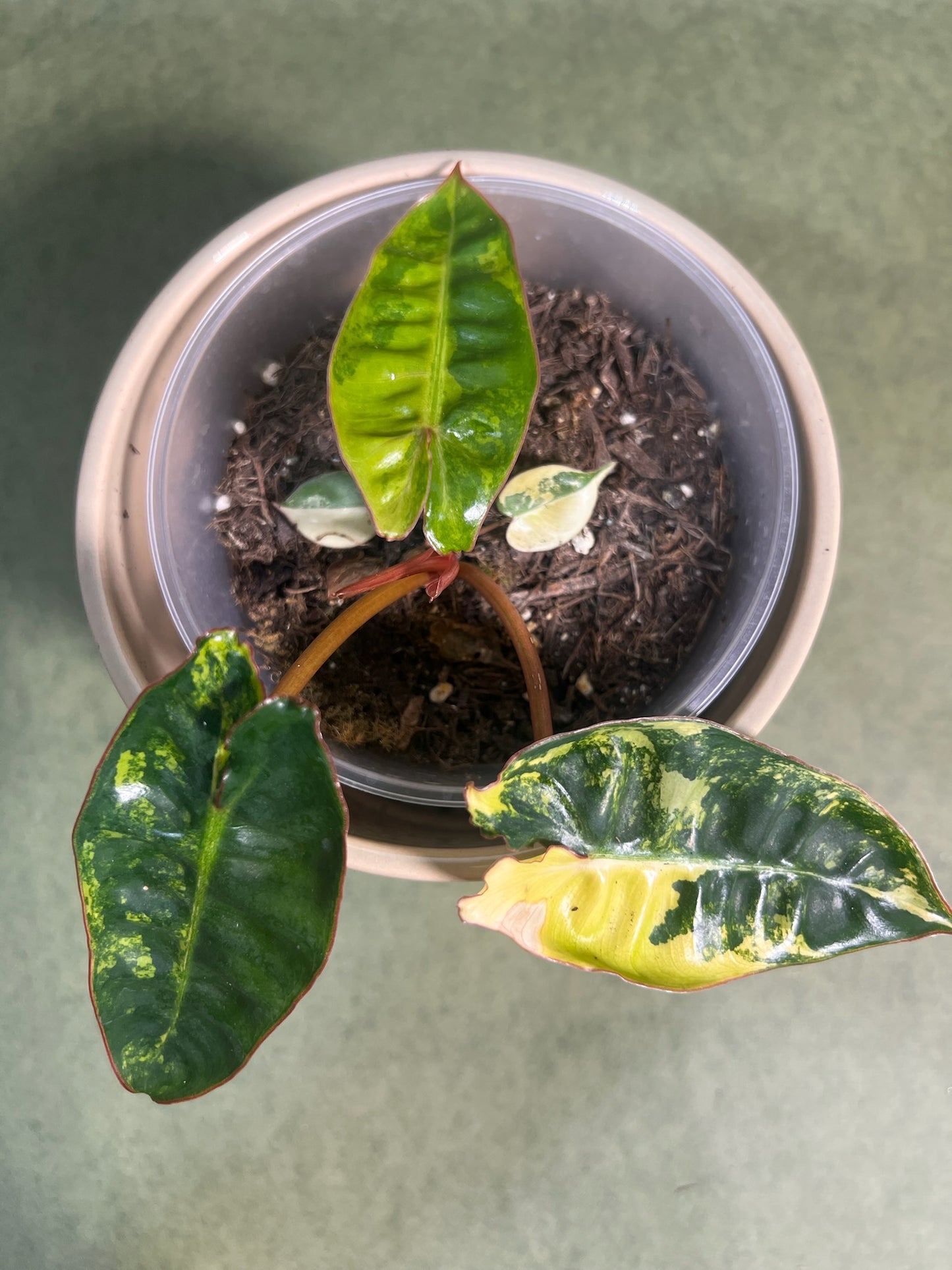 Philodendron Billietiae Variegata ↕: 15cm ø: 12cm