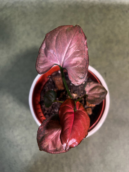 Syngonium Orm Nak ↕: 10cm ø: 10,5cm