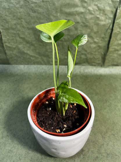 Monstera Deliciosa Mint ↕: 17cm ø: 10,5cm