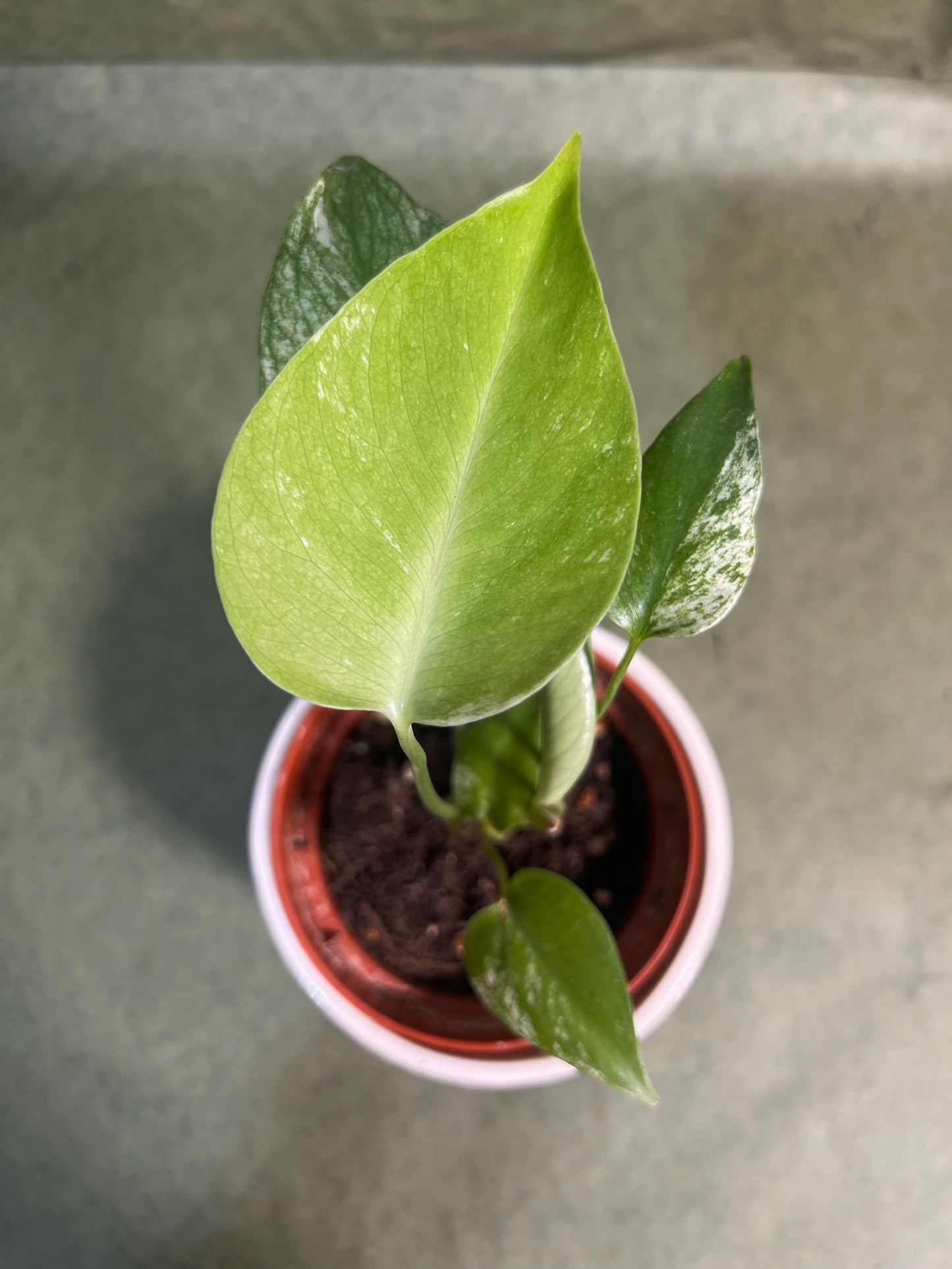 Monstera Deliciosa Mint ↕: 17cm ø: 10,5cm