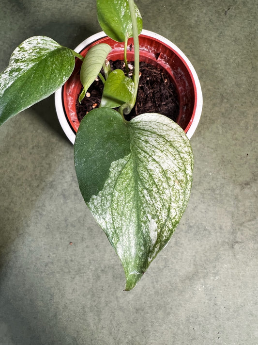 Monstera Deliciosa Mint ↕: 17cm ø: 10,5cm
