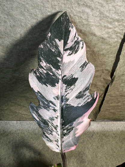 Philodendron Caramel Marble ↕: 35cm ø: 12cm