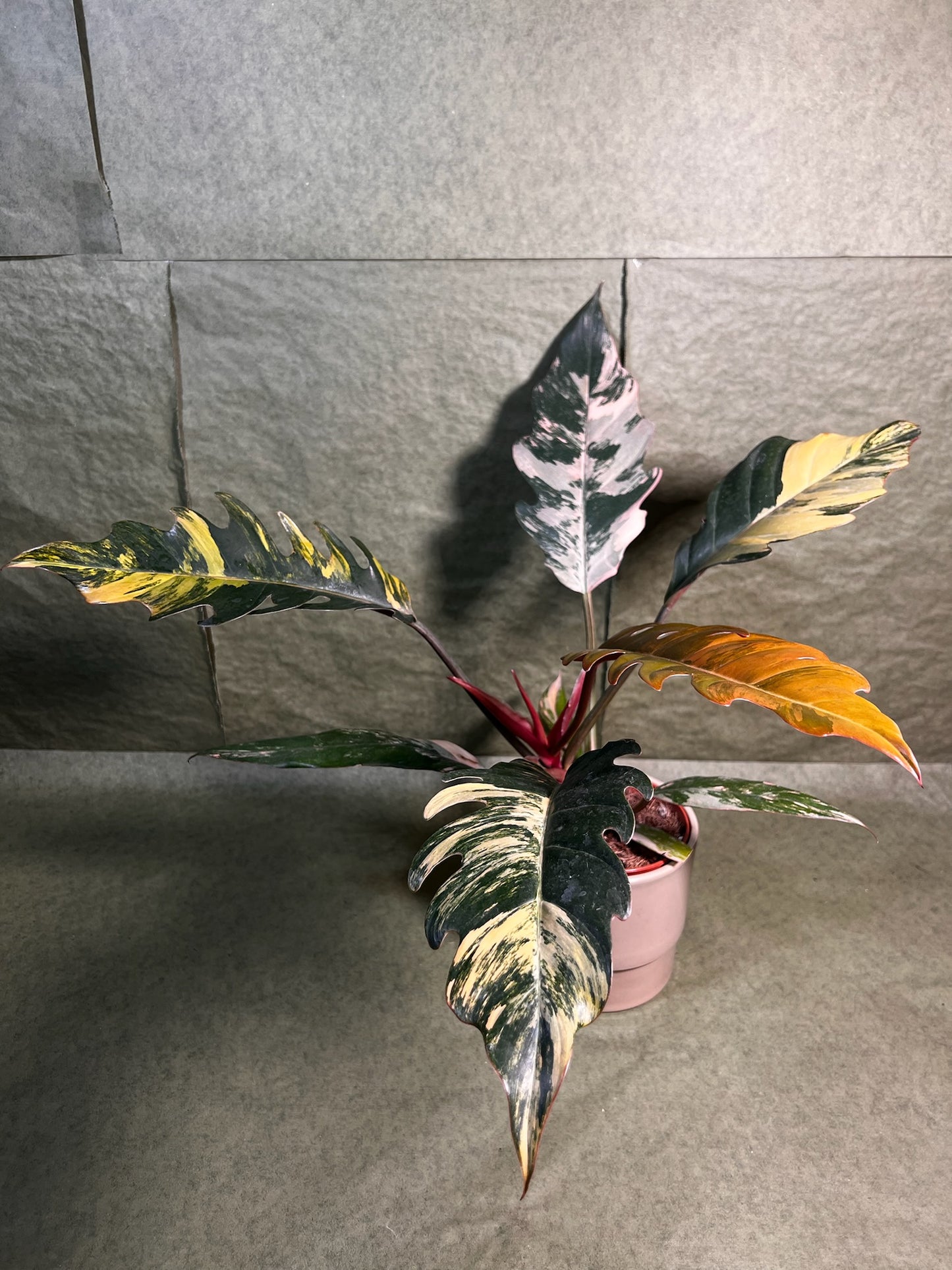 Philodendron Caramel Marble ↕: 35cm ø: 12cm