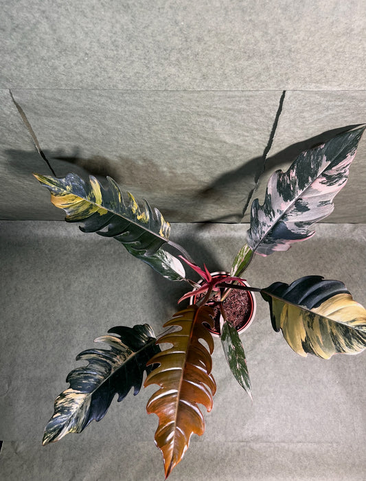 Philodendron Caramel Marble ↕: 35cm ø: 12cm